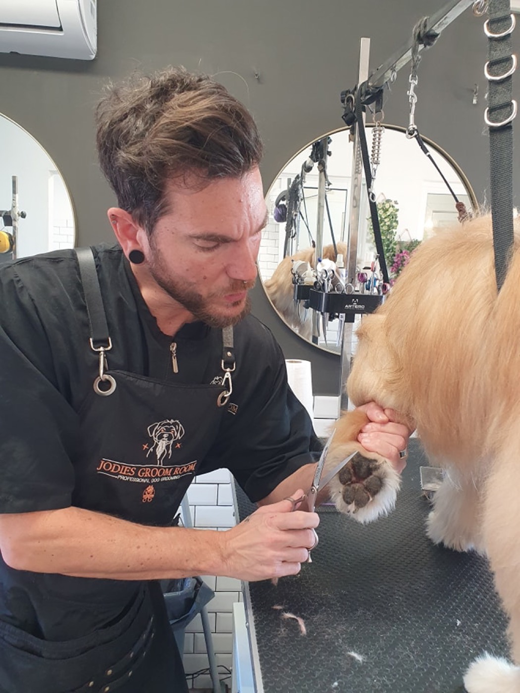 Pepe, a groomed terrier, mid-walk on the salon floor