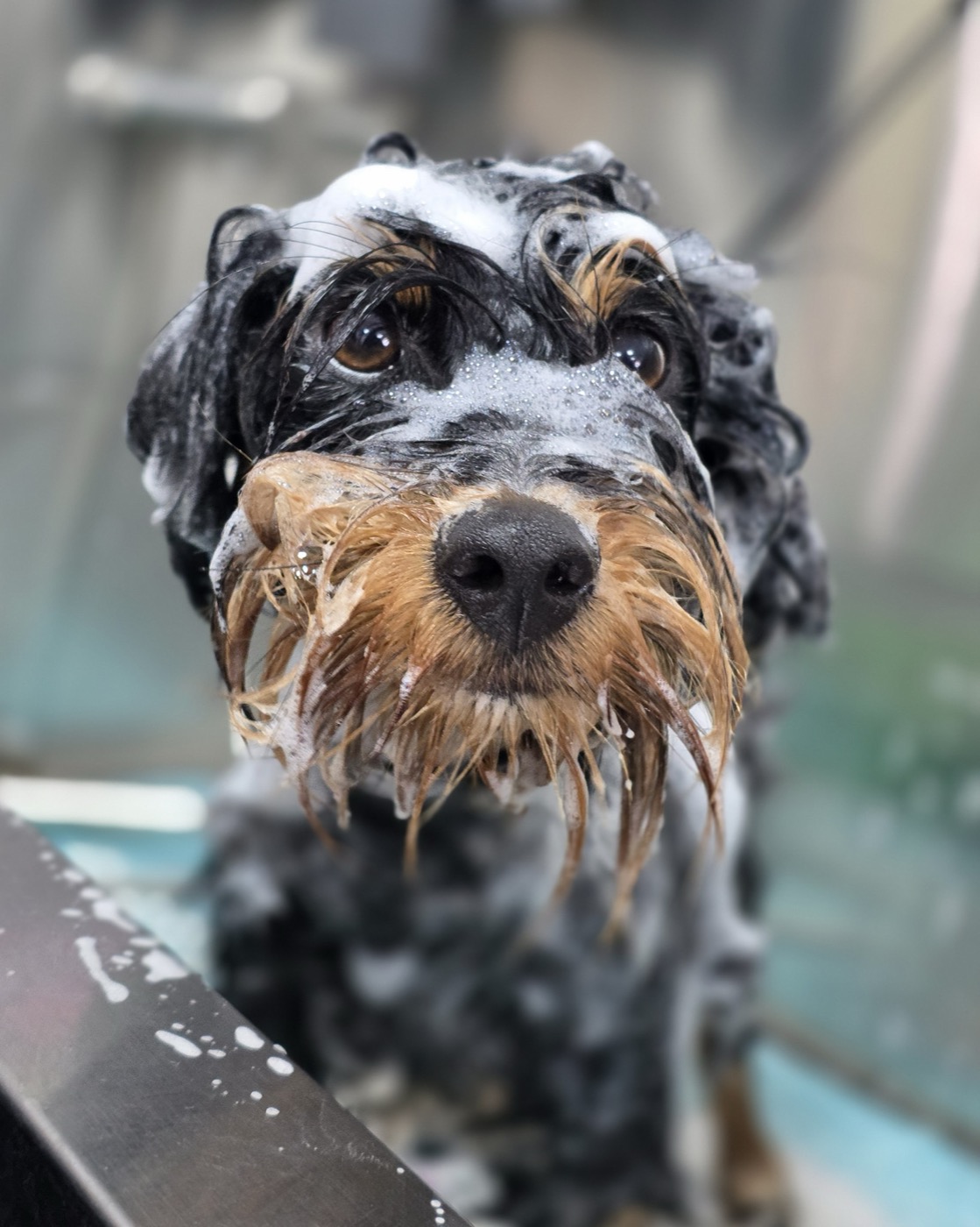 A terrier wearing a bow tie after grooming