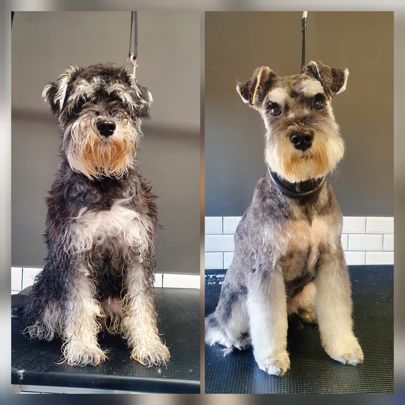 A black and white groomed dog on a garden table