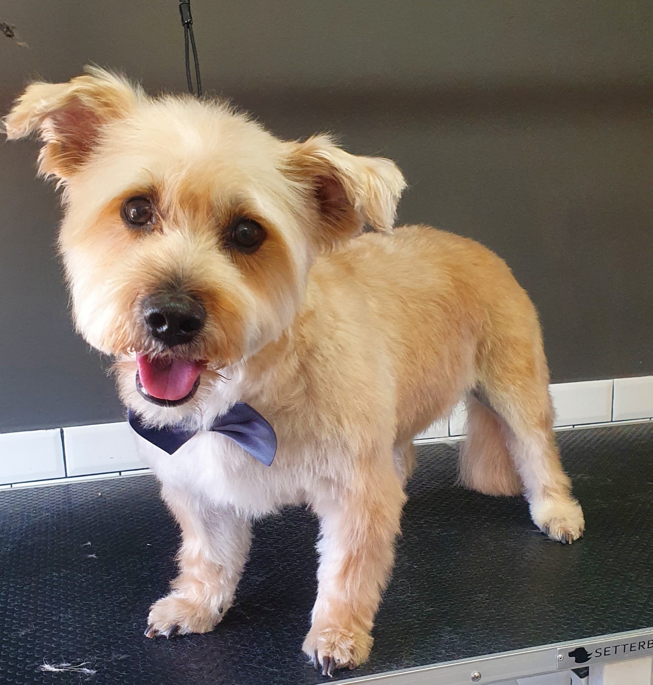 Two West Highland terriers, before and after grooming