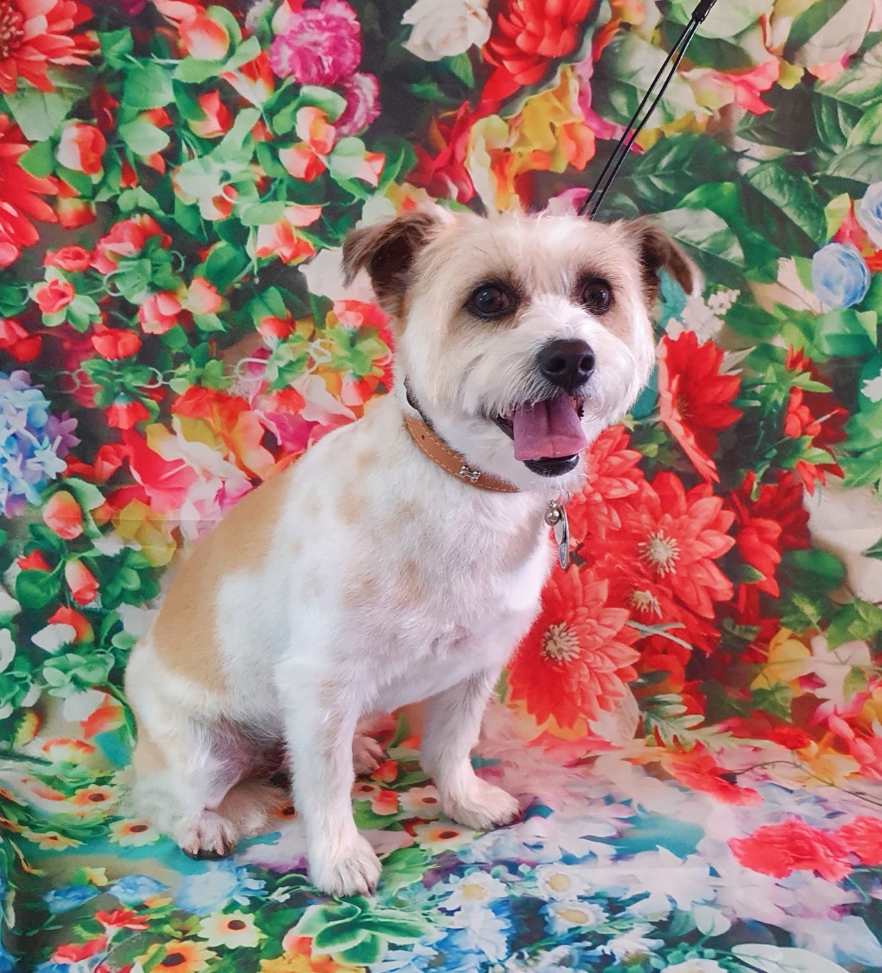 A groomed shih tzu resting on a sheepskin rug