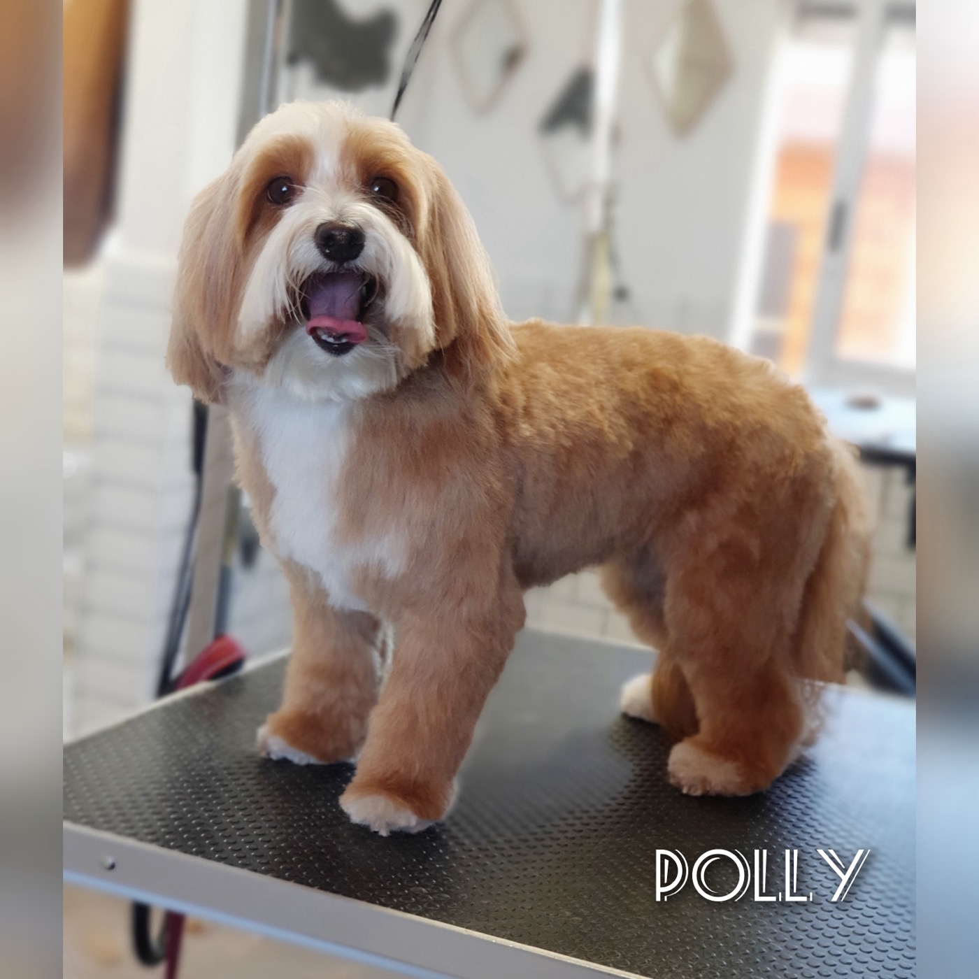 A black and white poodle mix on the grooming table