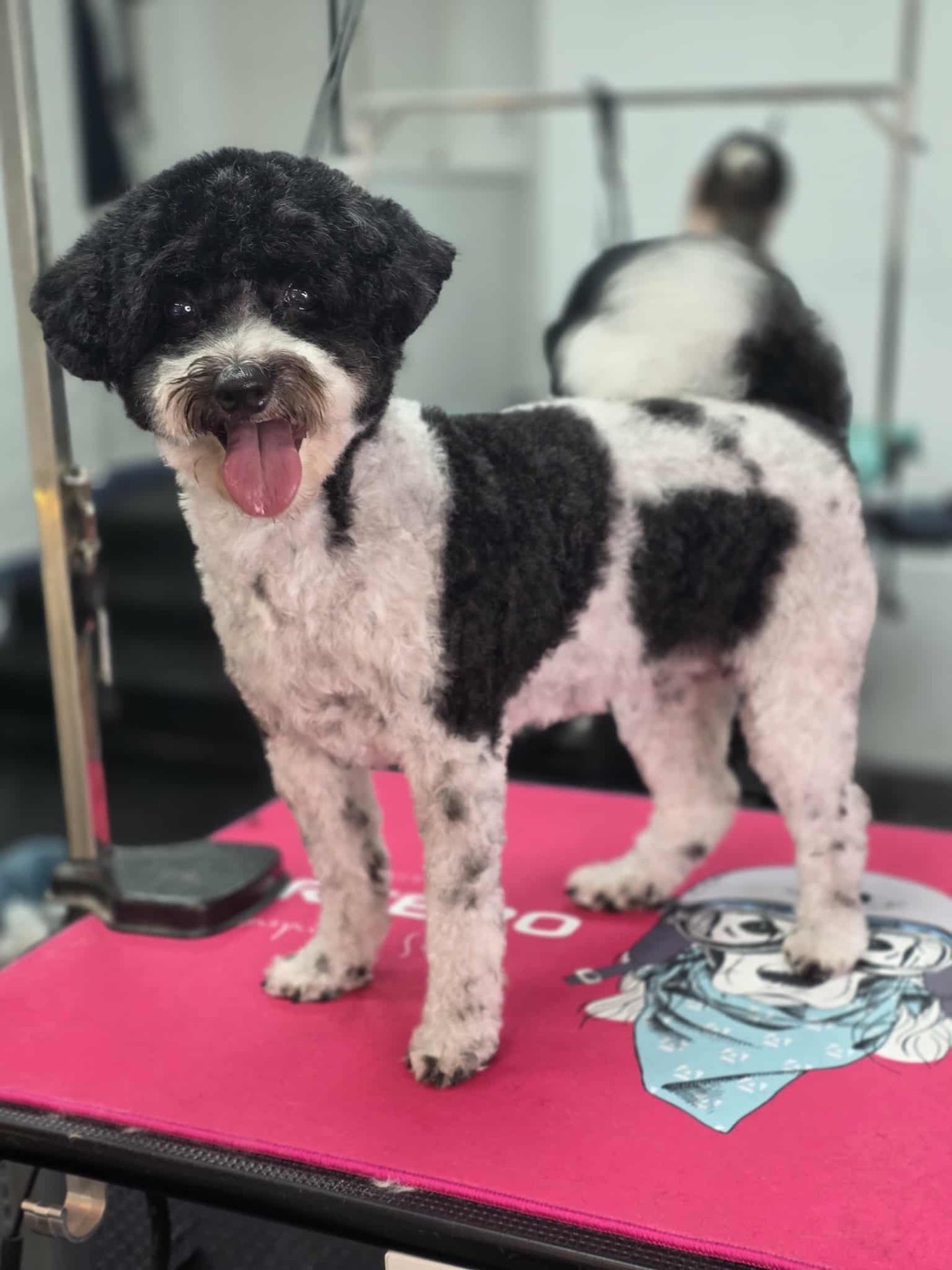 A groomer bathing a large shaggy dog at the salon's washing station