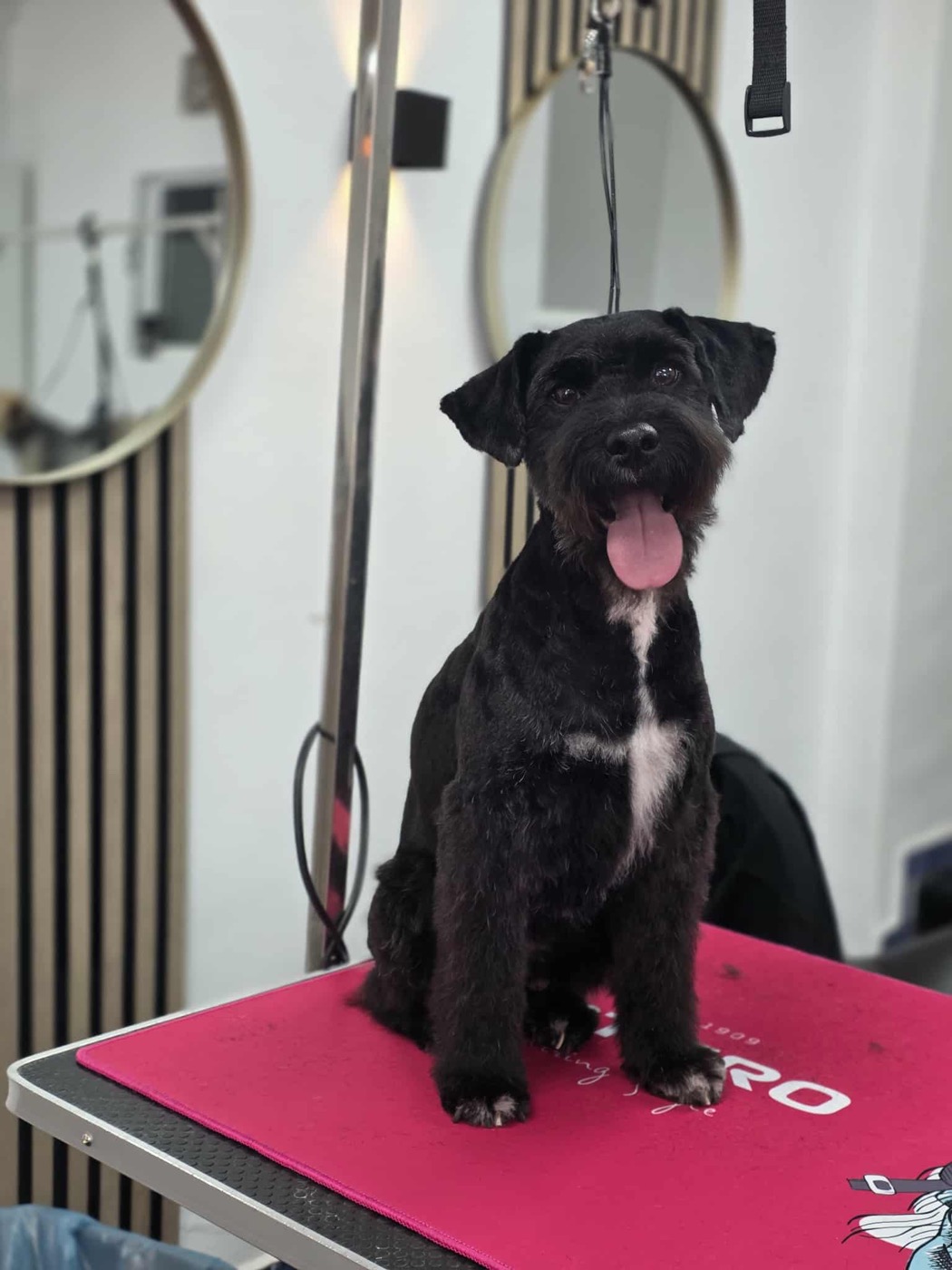 A groomed black schnauzer with a white chest patch