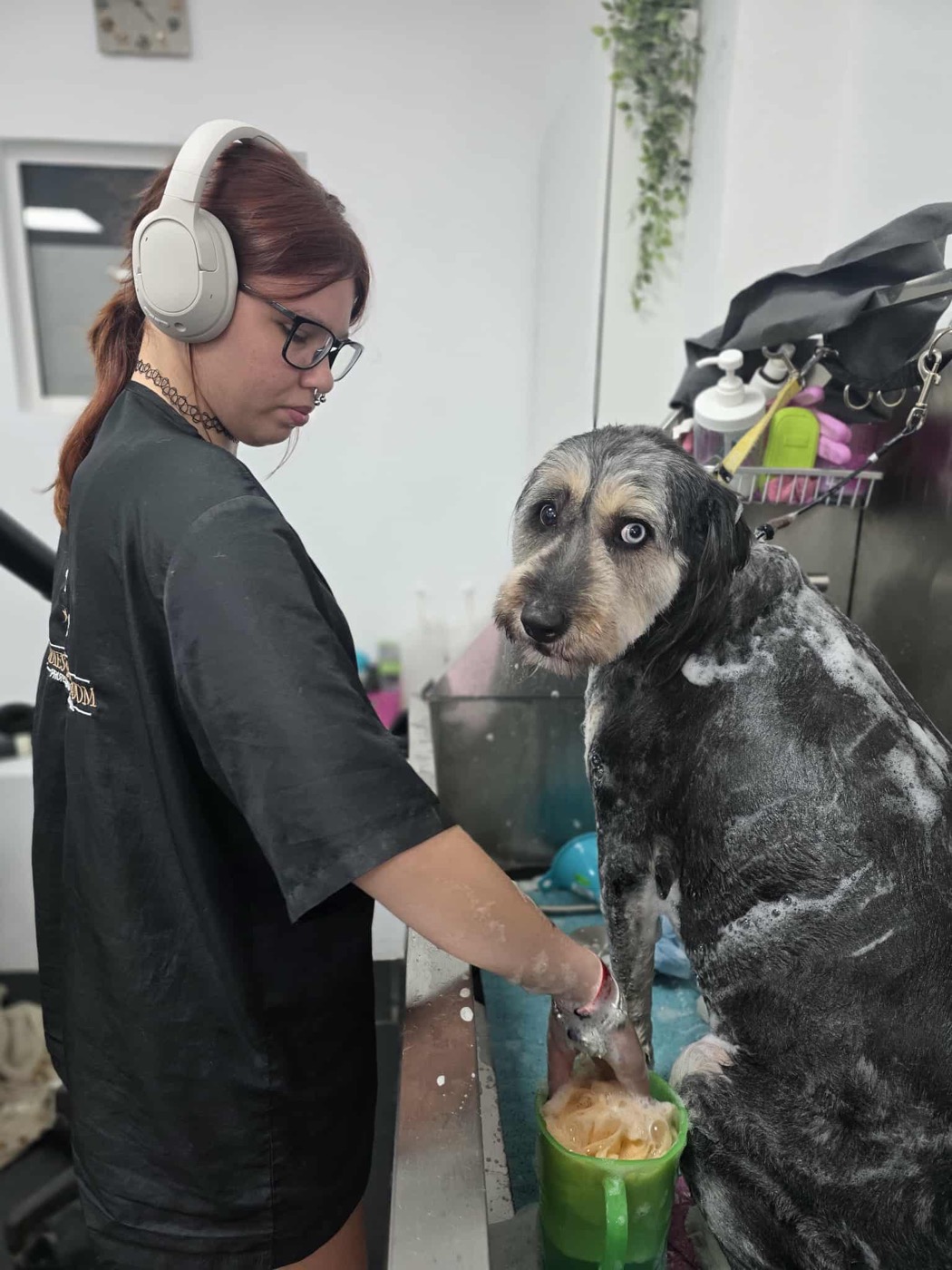A groomer bathing a large shaggy dog at the salon's washing station