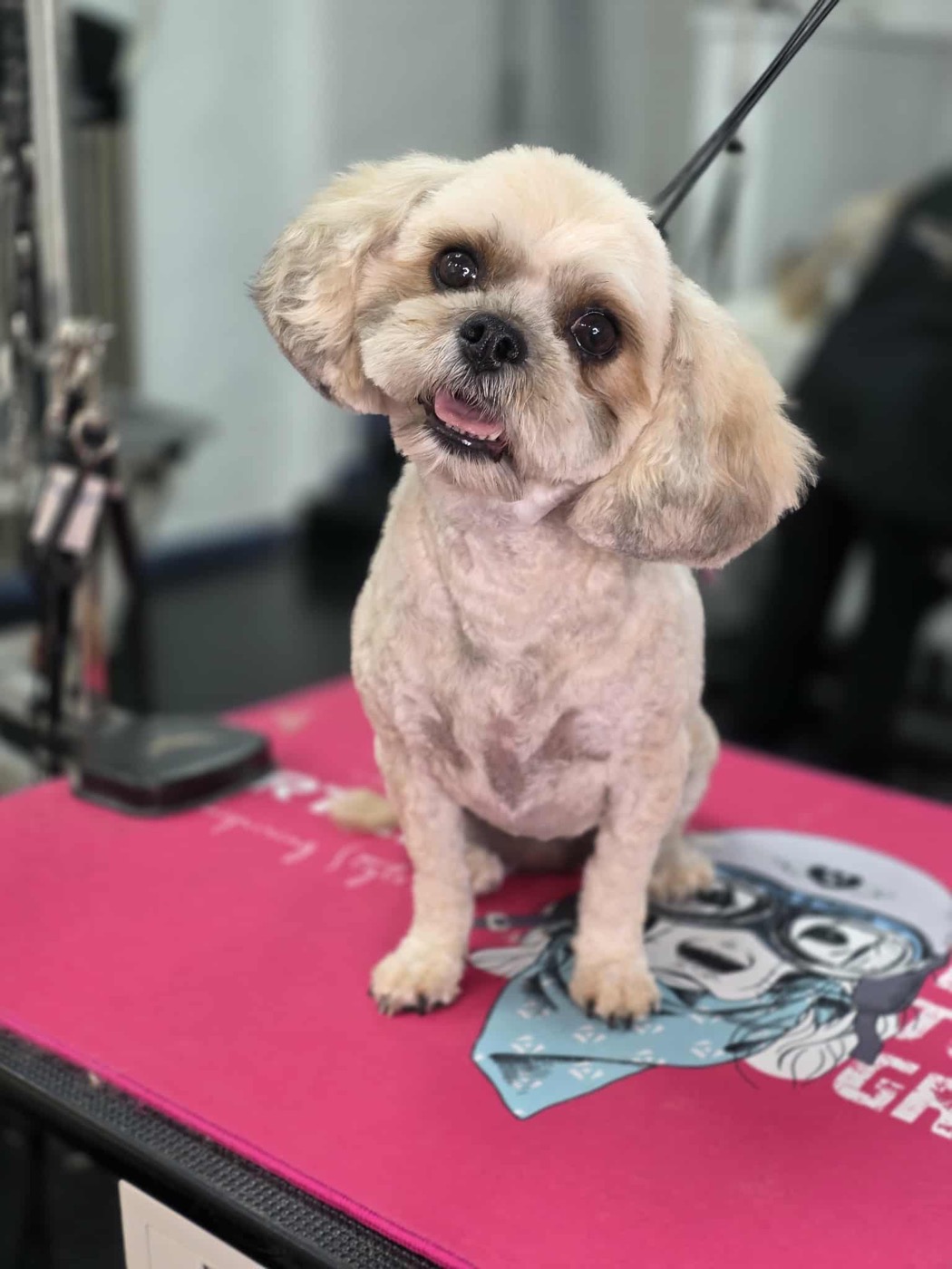 A groomed cream shih tzu, tongue out, on the grooming table