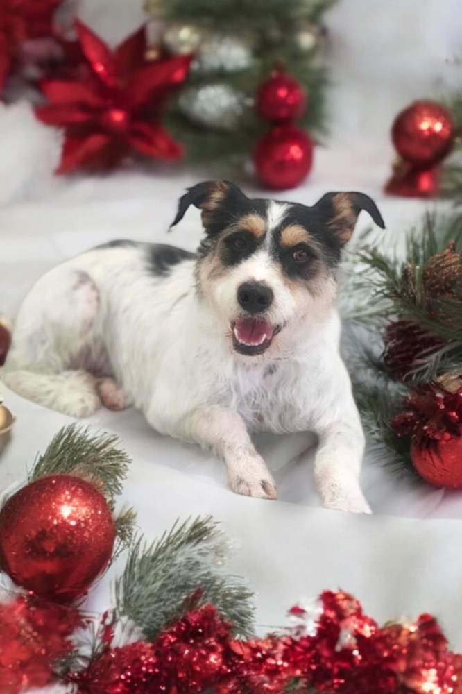 Pet portrait taken at Jodie's Groom Room