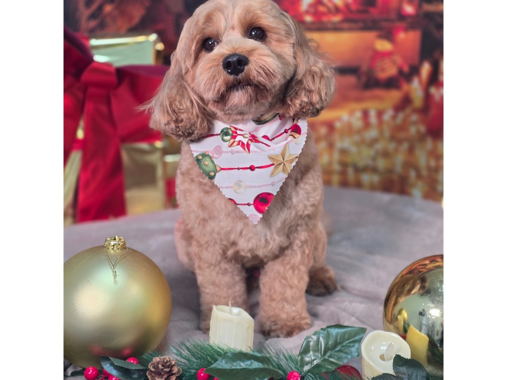 Pet portrait taken at Jodie's Groom Room
