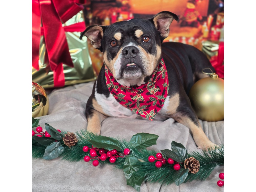 Pet portrait taken at Jodie's Groom Room