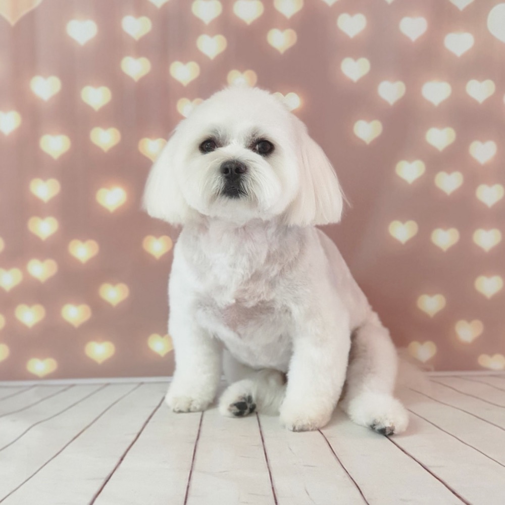 Pet portrait taken at Jodie's Groom Room