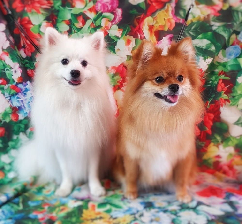 Pet portrait taken at Jodie's Groom Room
