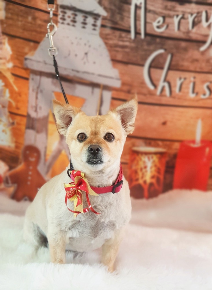 Pet portrait taken at Jodie's Groom Room