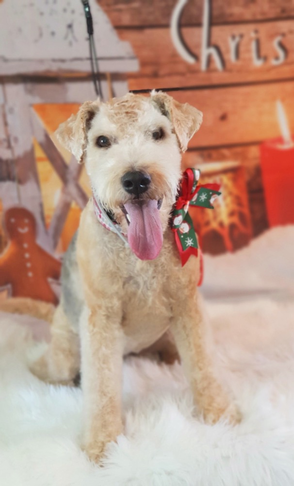 Pet portrait taken at Jodie's Groom Room