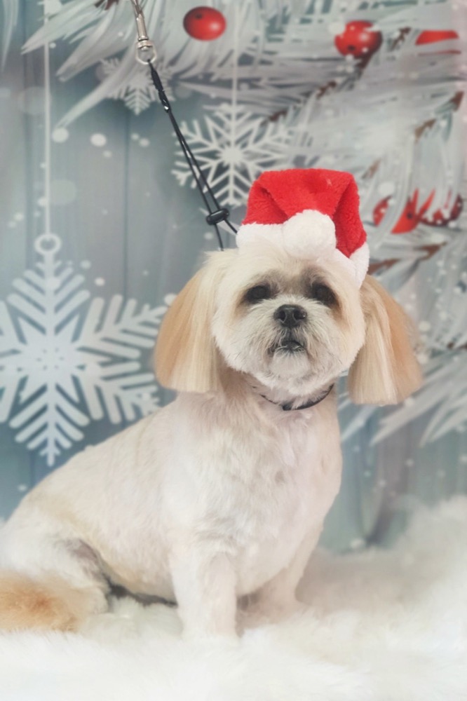 Pet portrait taken at Jodie's Groom Room